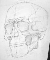 18,19 - рисунок черепа - Калядова Дарья.jpg