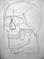 18-Рисунок черепа-Тимошенко Полина.JPG