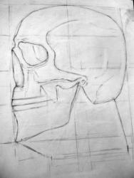 18-Рисунок черепа-Тимошенко Полина2.JPG
