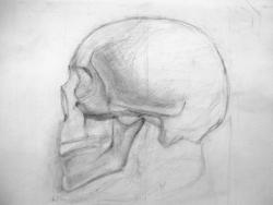 05-Рисунок черепа-Попов Арсений.JPG