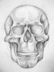 05-Рисунок черепа-Степанюк Анна.JPG
